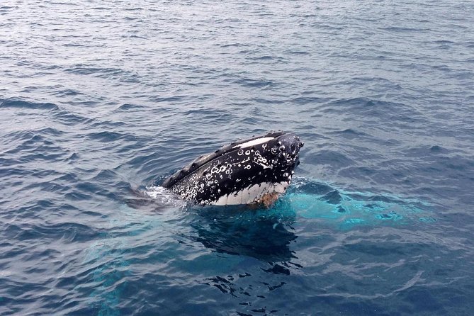 Dunsborough Whale Watching Eco Tour - Value at $75.31 and what makes it feel worth it