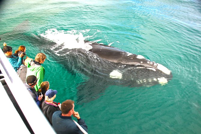 Dunsborough Whale Watching Eco Tour - Boarding at Quindalup, then tea and the slow search