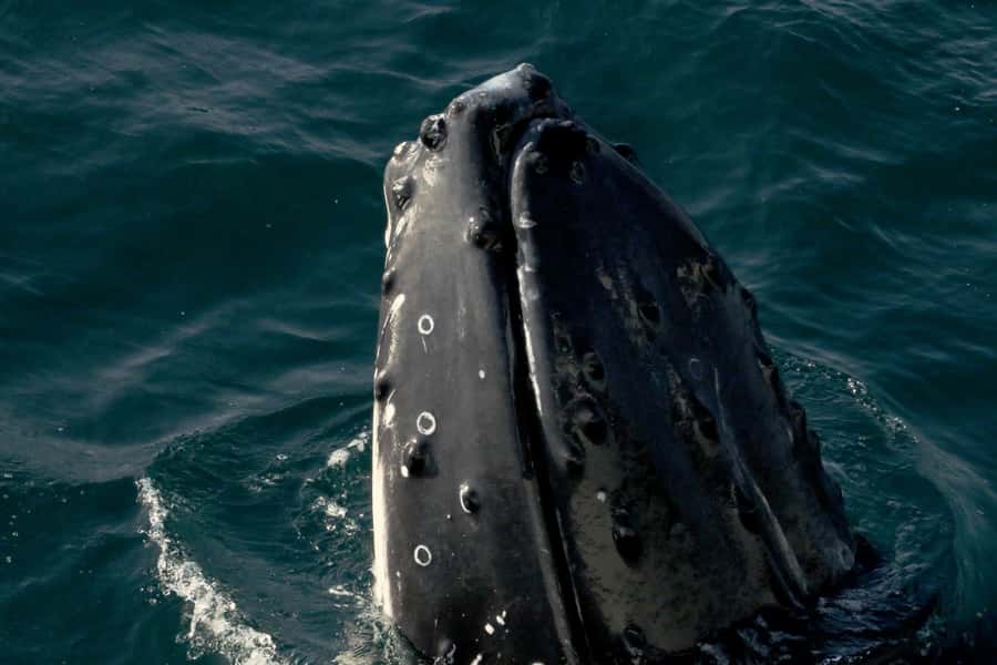 Dunsborough: Whale Watching Tour - Key things that make this whale cruise worth your time