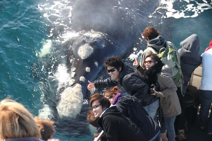 Dunsborough: Whale Watching Tour - Why Geographe Bay is such a strong place to spot whales
