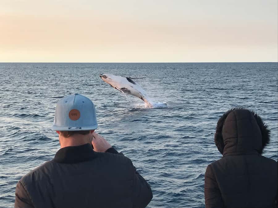 Dunsborough: Whale Watching Tour - Price and value: what $74 buys you in real terms
