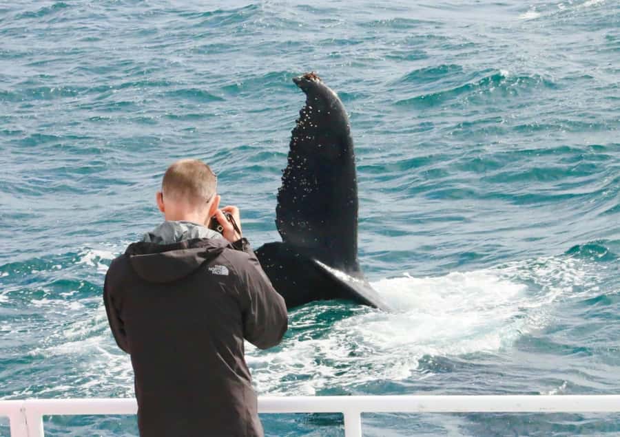 Dunsborough: Whale Watching Tour - Who this tour suits best, and who should think twice