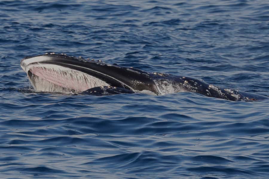 Dunsborough: Whale Watching Tour - Timing, weather, and simple packing advice