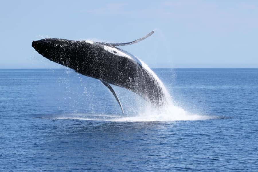 Dunsborough: Whale Watching Tour - The Alison Maree experience: smooth cruising and easy viewing