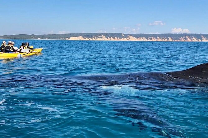 Epic Kayak With Dolphins & Wildlife - 4WD Beach Adventure Noosa - Great Beach Drive 4WD: the part most people can’t DIY