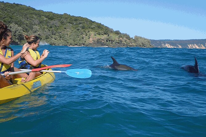 Epic Kayak With Dolphins & Wildlife - 4WD Beach Adventure Noosa - The 6-hour rhythm: drive, ferry, kayaking, then back along Great Beach Drive