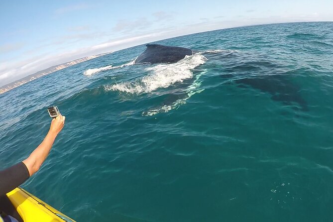 Epic Kayak With Dolphins & Wildlife - 4WD Beach Adventure Noosa - Double Island Point: where the water starts doing the talking