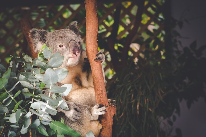 Exclusive Blue Mountains Wildlife and Bushwalk Tour From Sydney - Wentworth Falls bushwalk: short hike, real terrain