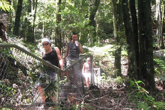 Exclusive Blue Mountains Wildlife and Bushwalk Tour From Sydney - Weather-adaptive touring: what happens when mist rolls in