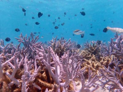 Exmouth: Full day Ningaloo in a Day tour