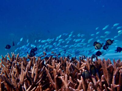 Exmouth: Guided Ningaloo Reef Snorkel Adventure