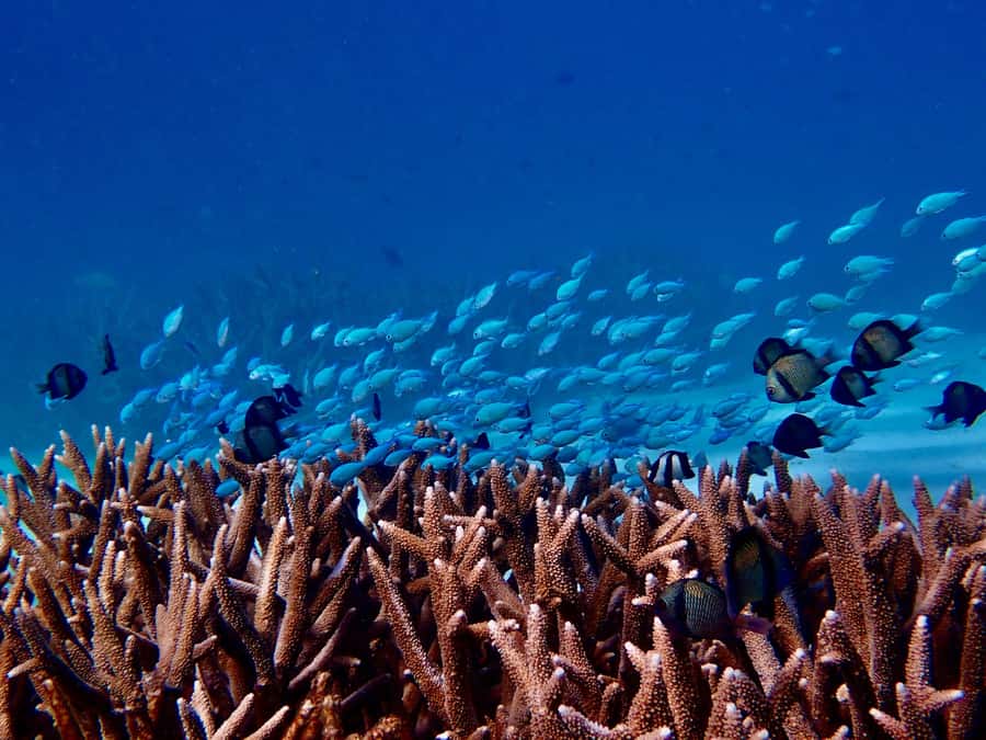 Exmouth: Guided Ningaloo Reef Snorkel Adventure - Key things you will remember