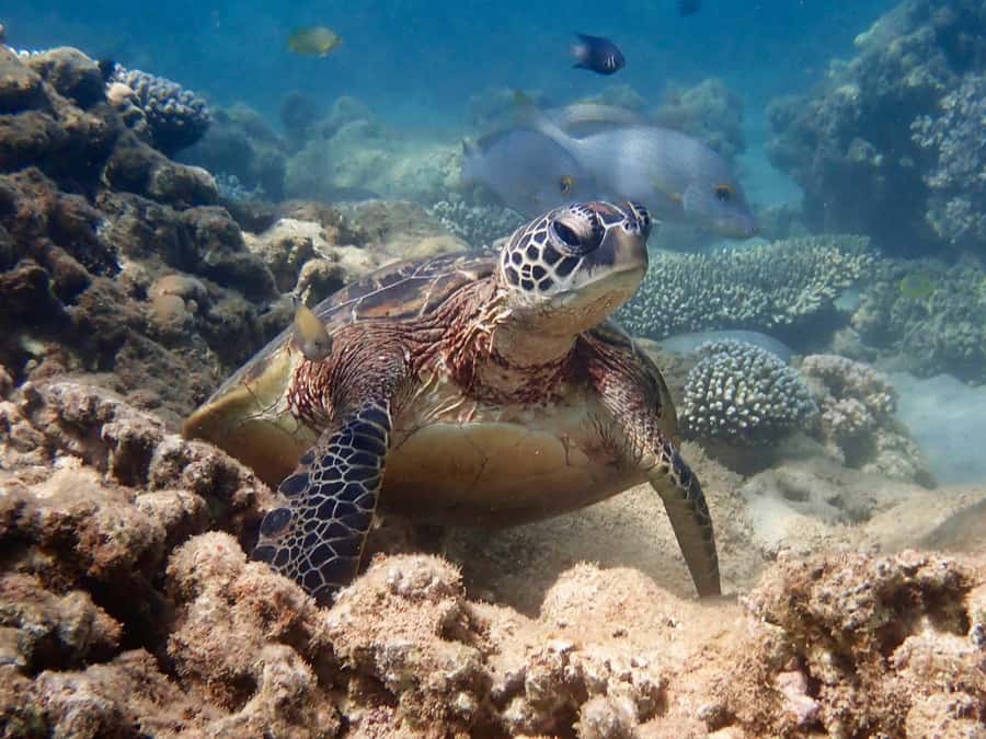 Exmouth: Half Day Turtle Kayak & Snorkel Tour - The paddle section: spotting turtles, rays, and baby reef sharks