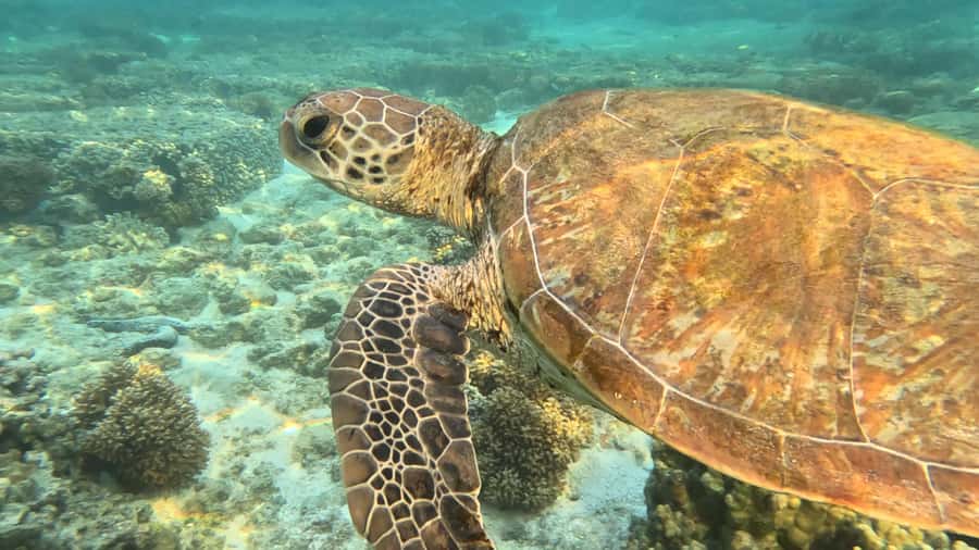Exmouth: Ningaloo Semi-Submersible Glass Bottom Boat Tour - Key highlights worth planning for