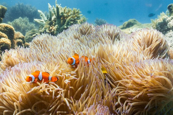 Fitzroy Island Day Tour from Cairns - Key details to know before you go