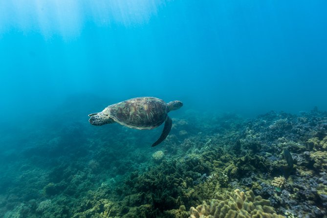 Fitzroy Island Day Tour from Cairns - Glass-bottom boat for reef viewing without the water