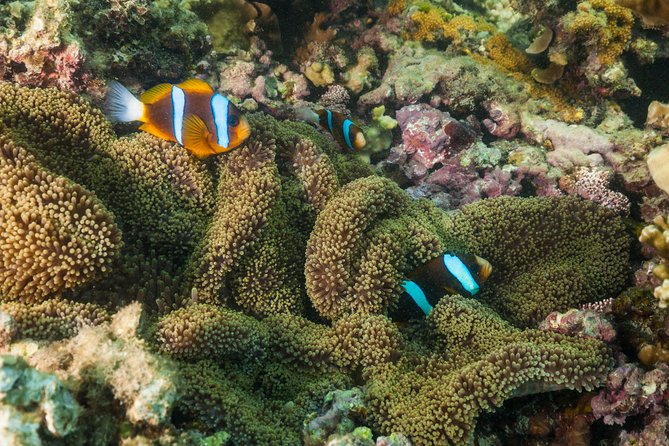 Fitzroy Island Day Tour from Cairns - Beach time: when old coral is the real main character
