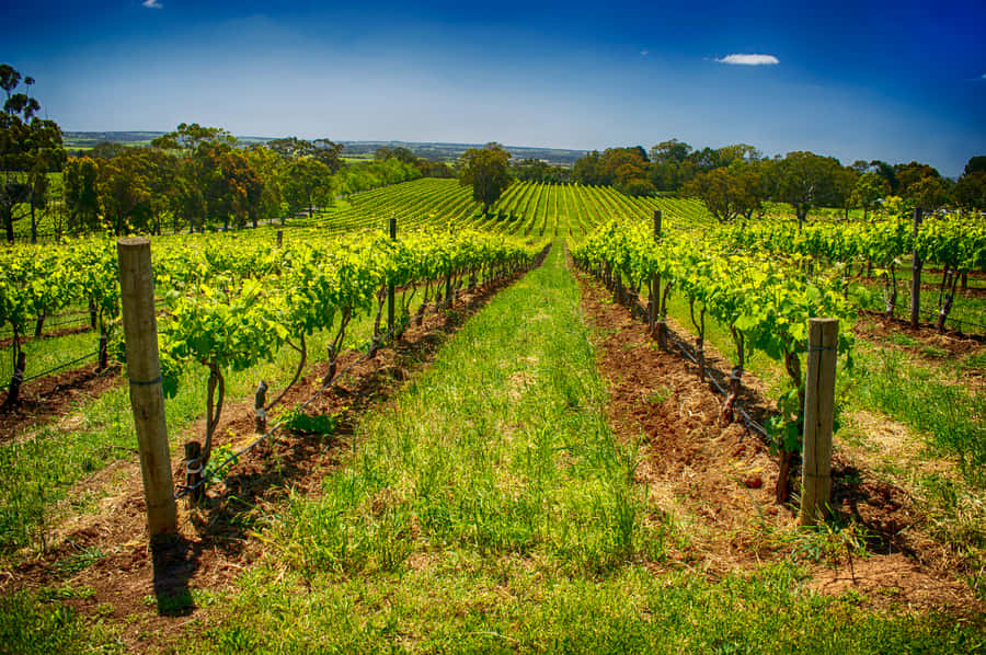 Fleurieu Peninsular: McLaren Vale Winery Experience - The tasting lineup: 3 cellar doors included, plus a style mix beyond Shiraz