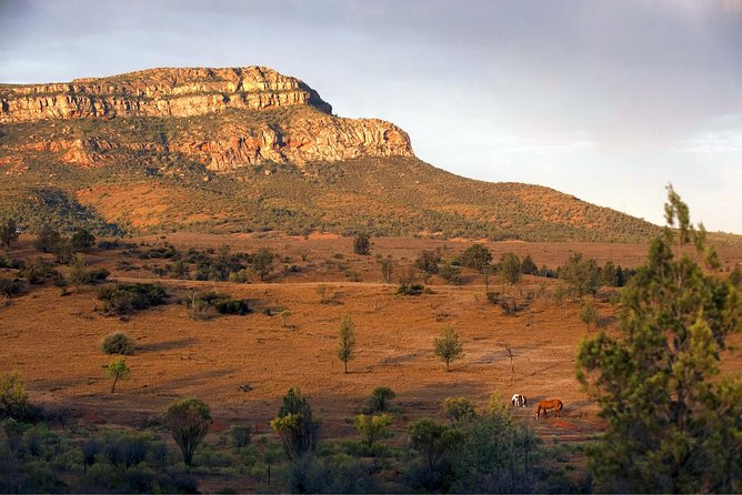 Flinders Ranges 3-Day Small Group 4WD Eco Tour from Adelaide - What You Actually Get for the Money