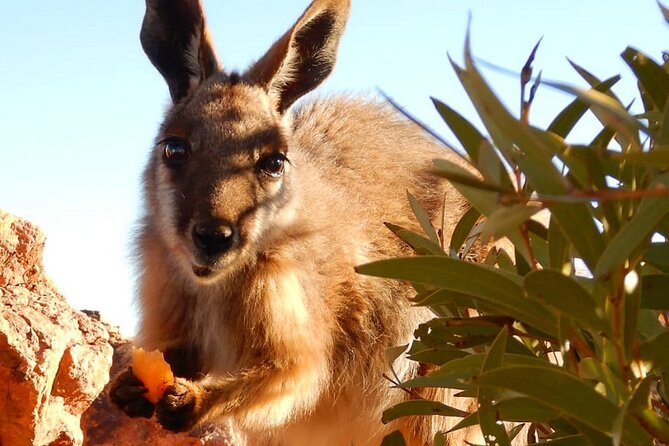Flinders Ranges 5-Day Small Group 4WD Eco Tour from Adelaide - Blinman Mine and lookout time that makes the distances real