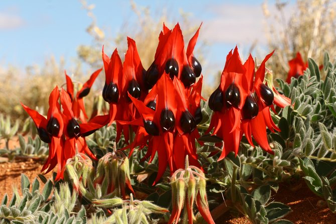 Flinders Ranges 5-Day Small Group 4WD Eco Tour from Adelaide - Price, meals, and what this really buys you at $2,506.77