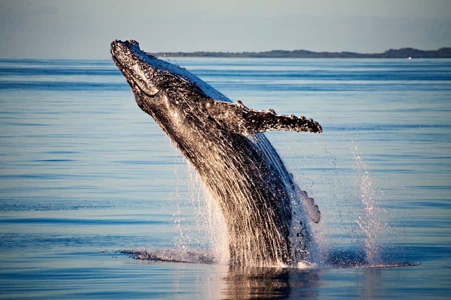 Fraser Island (K'gari): Remote Island and Whale Experience - Price and value: is $190 a fair deal for this day?