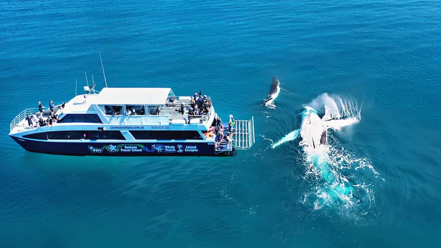 Fraser Island (K'gari): Remote Island and Whale Experience - Remote Kgari, not just another island stop
