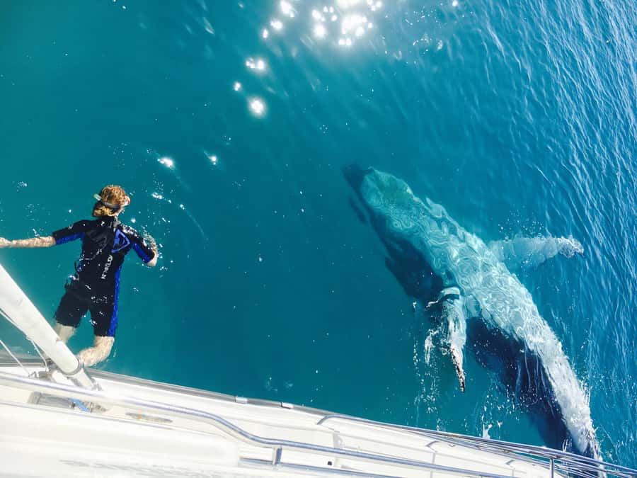 Fraser Island (K'gari): Remote Island and Whale Experience - Amphibious beach access: staying dry while you go remote