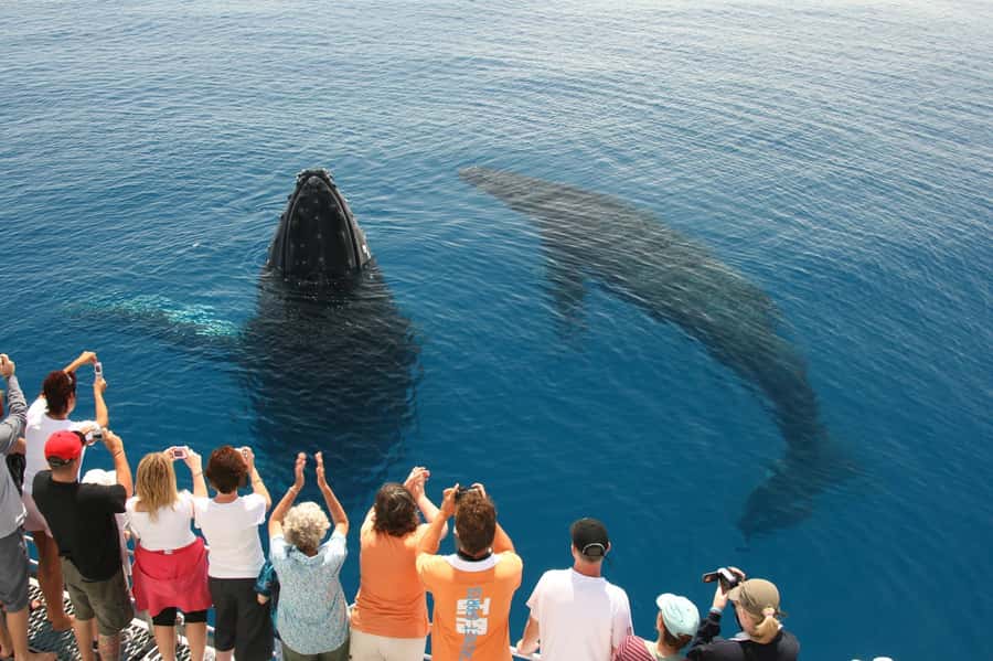 Fraser Island (K'gari): Remote Island and Whale Experience - Crew and guidance: how small details make a big difference