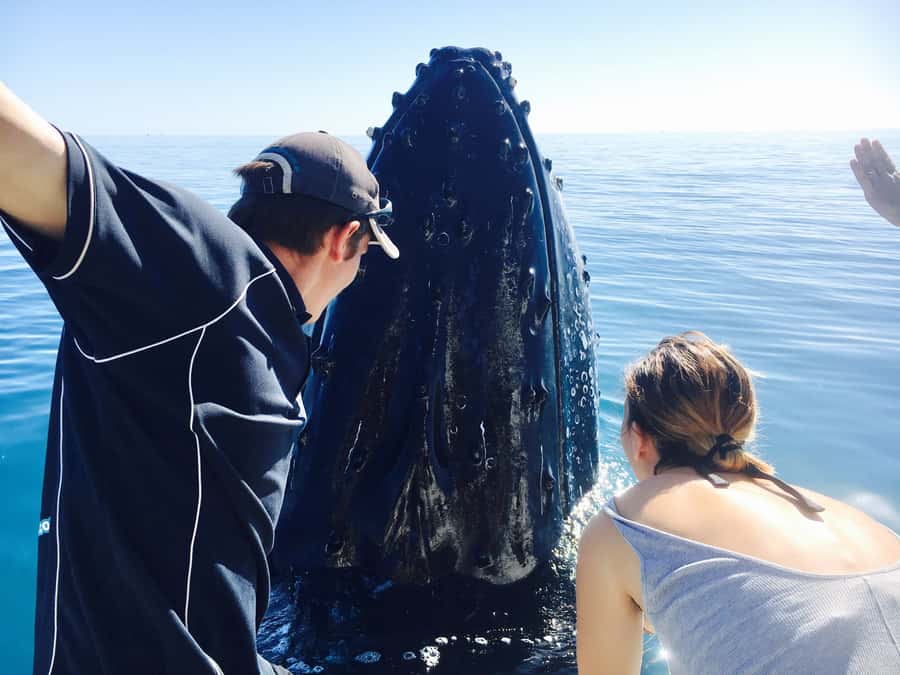 Fraser Island (K'gari): Remote Island and Whale Experience - Hervey Bay to the Great Sandy Strait, with whale-watch timing in mind