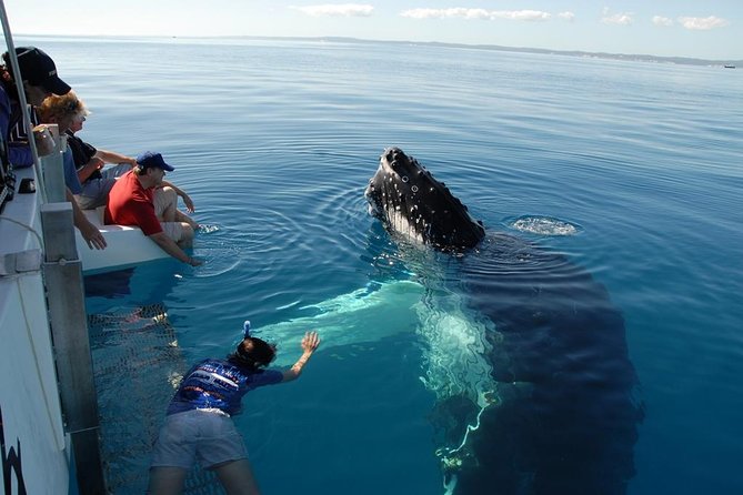 Fraser Island Whale Watch Encounter - Key points to know before you go