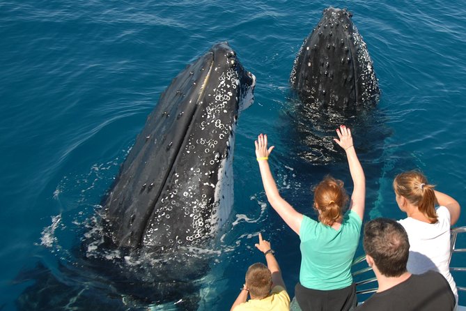 Fraser Island Whale Watch Encounter - Getting on board: what the catamaran experience is really like