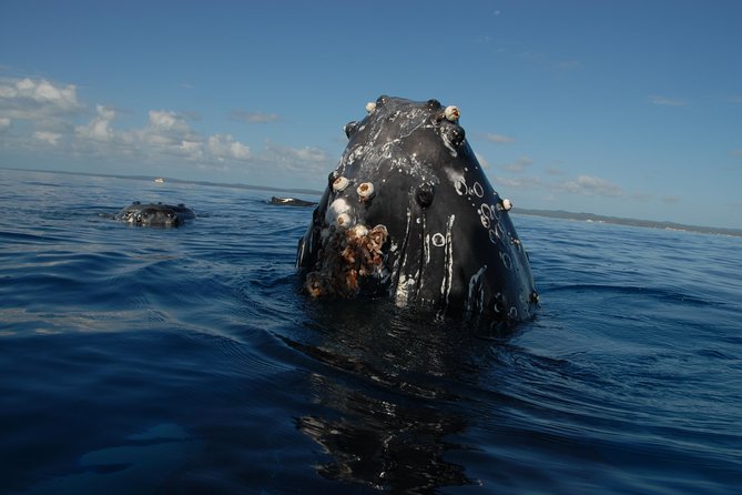 Fraser Island Whale Watch Encounter - Food on board: keeping energy steady for a long watch