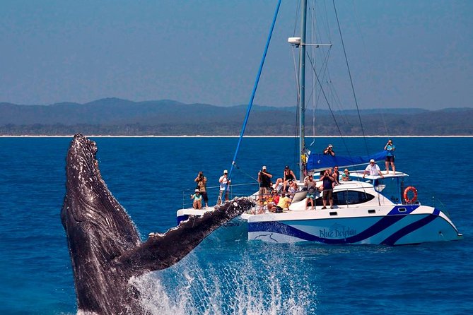 Fraser Island Whale Watch Encounter - Spotting whales the right way: safe distance, better viewing