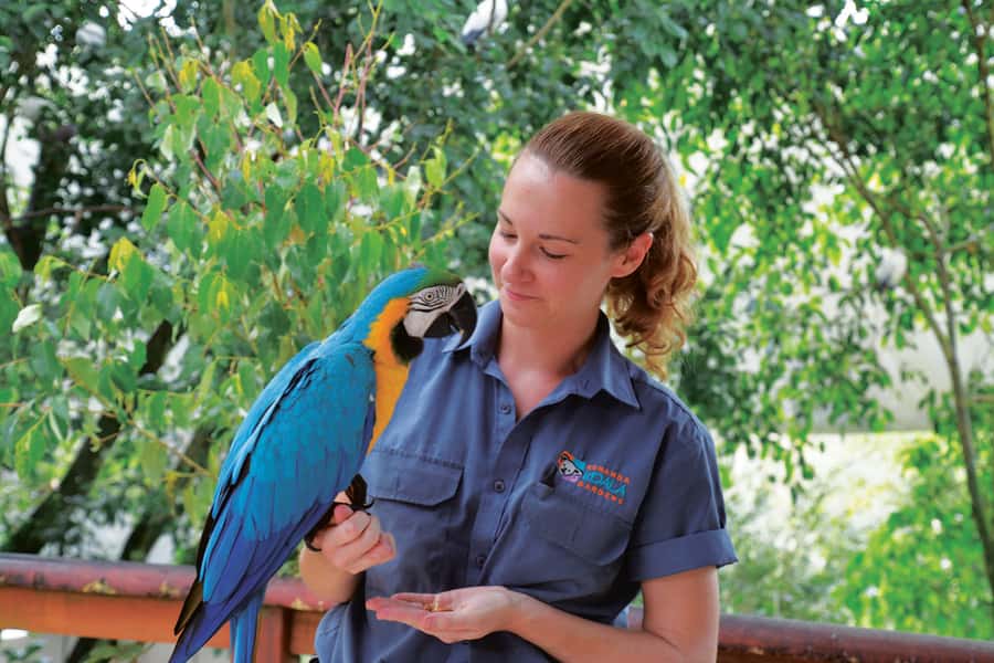 Friends in the Rainforest Package: Koala Gardens & Birdworld - Friends in the Rainforest: A Kuranda Day Built Around Real Wildlife