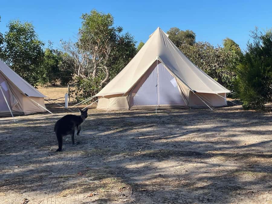 From Adelaide: Kangaroo Island Epic 2-Day Small Group Tour - Key things I think you’ll notice fast
