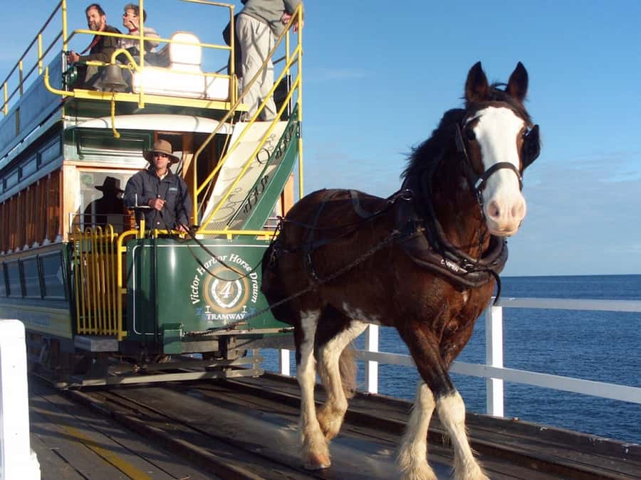 From Adelaide: Victor Harbor & Hahndorf Day Tour - From Adelaide Hills to the coast, you get the whole story in one go