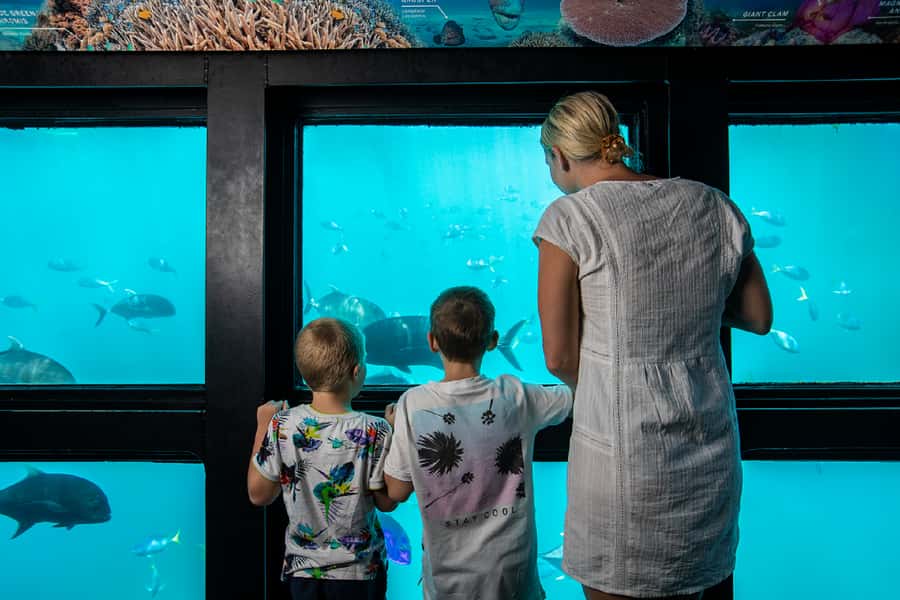 From Airlie Beach: Great Barrier Reef Adventure Cruise - Key things I’d circle before you go