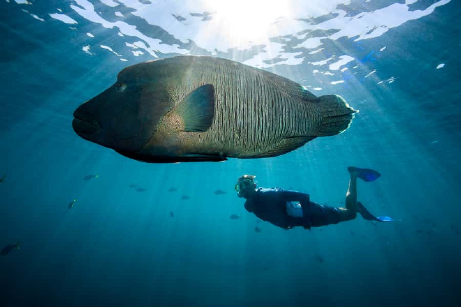 From Airlie Beach: Great Barrier Reef Adventure Cruise - Dry reef viewing: underwater observatory and the semi-submersible tour