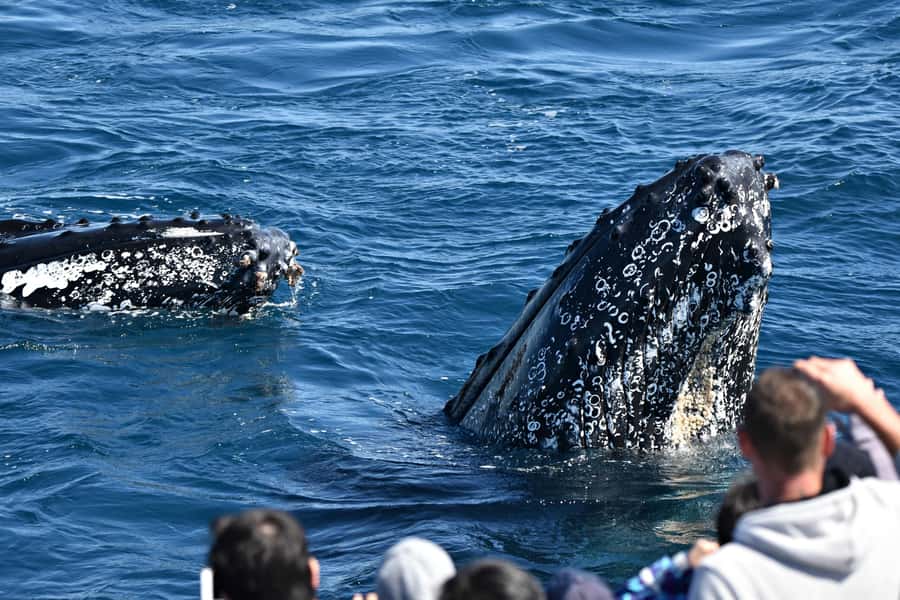 From Augusta: Whale Watching Award Winning Tour - Key Things I’d Watch For on This Augusta Whale Cruise