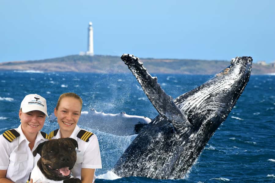 From Augusta: Whale Watching Award Winning Tour - Live Marine Expert Commentary, Learning the Migration Story in Real Time