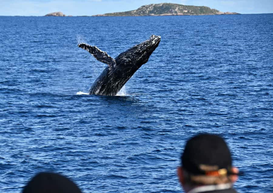 From Augusta: Whale Watching Award Winning Tour - Professional Photos After the Cruise, and Why That’s a Big Deal
