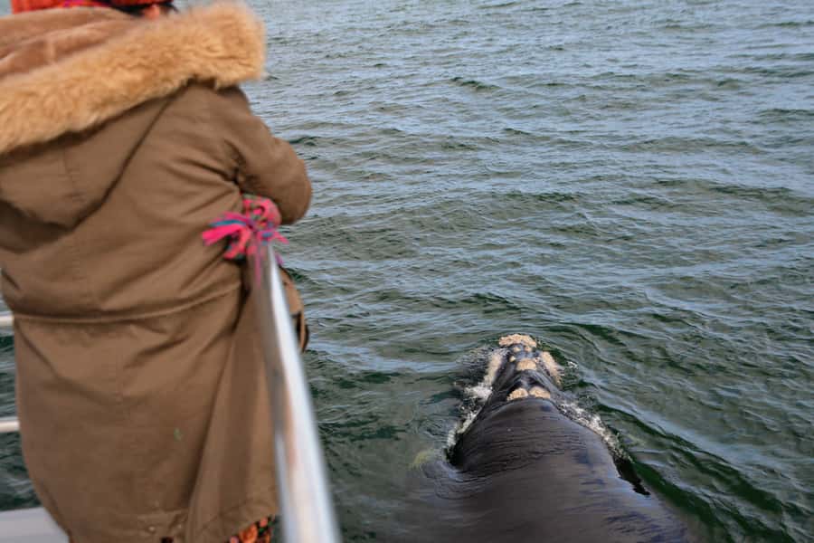 From Augusta: Whale Watching Award Winning Tour - Dolphins, Seabirds, and the Southern Right Whale Nursery Factor