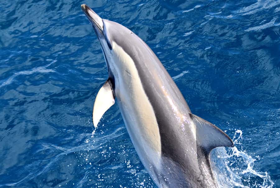 From Augusta: Whale Watching Award Winning Tour - Price and Value: Is $67 for a 2-Hour Cruise Worth It?