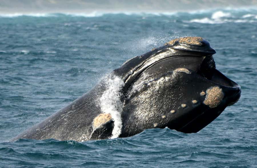 From Augusta: Whale Watching Award Winning Tour - FAQ