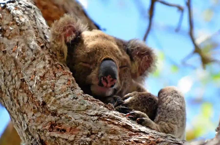 From Brisbane: Gold Coast Day Tour with Lunch - Brisbane to the Gold Coast, then straight into the wild