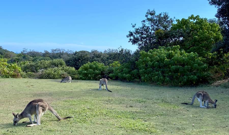 From Brisbane: North Stradbroke Island Wildlife Adventure - Cylinder Beach and lookout time: stretch breaks that actually help