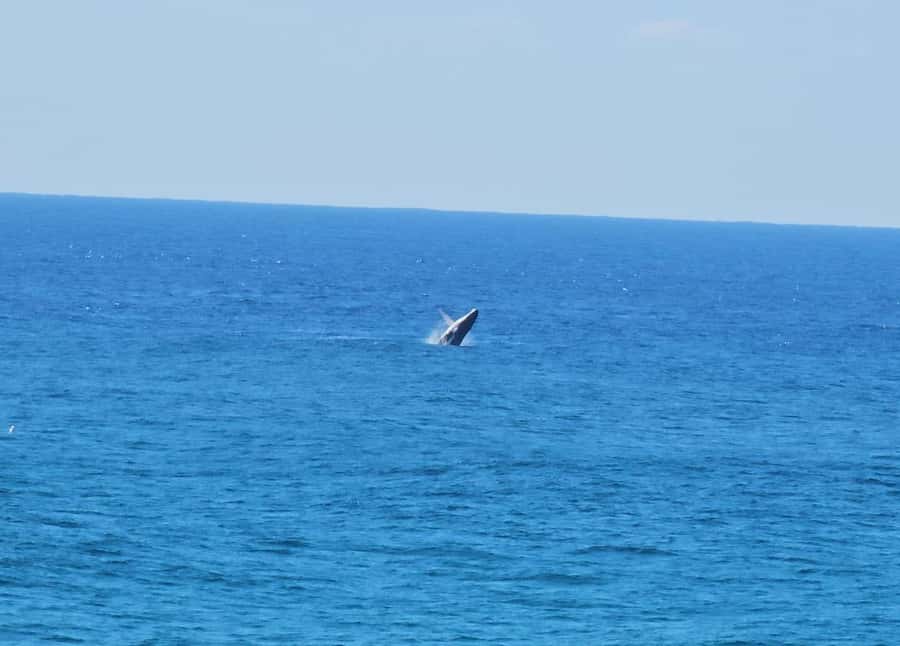 From Brisbane: North Stradbroke Island Wildlife Adventure - The star moment: North Gorge Walk to Loch Ard Gorge Beach