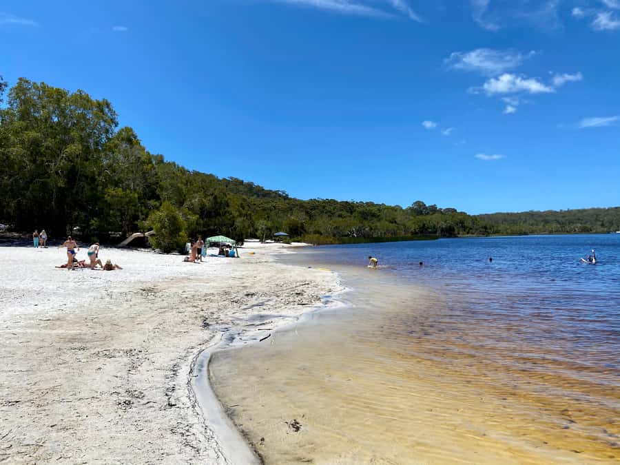 From Brisbane: North Stradbroke Island Wildlife Adventure - Amity Point and the koala search: a fun gamble, with a safety net