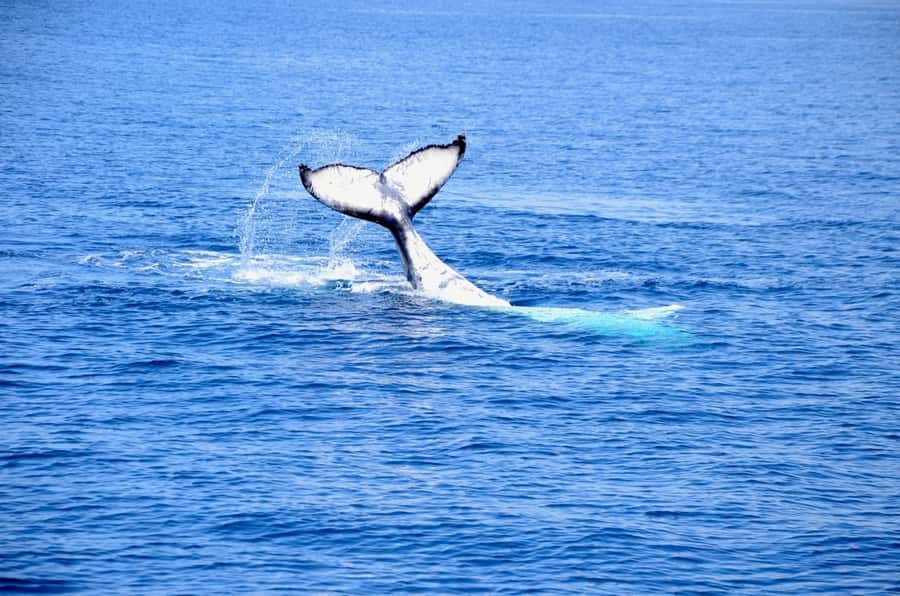 From Busselton: Half-Day Coastal and Wildlife Eco Tour - Cape Naturaliste cliffs: first from below, then from above